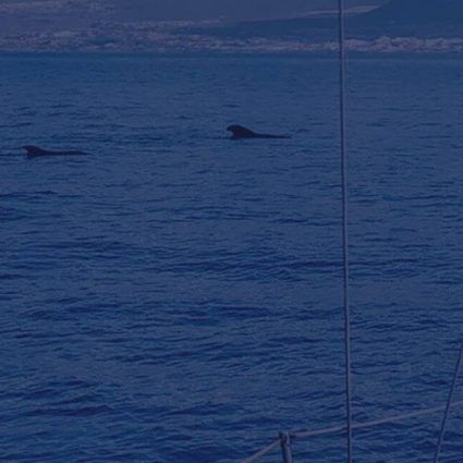 feature-product-travel-whales-tour feature-product-travel-whales-tour