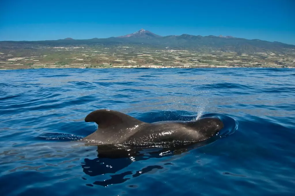 Avistamiento de Ballenas en Tenerife Sur: Una Experiencia Única