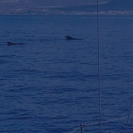 feature-product-travel-whales-tour feature-product-travel-whales-tour