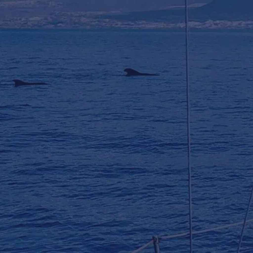 feature-product-travel-whales-tour feature-product-travel-whales-tour